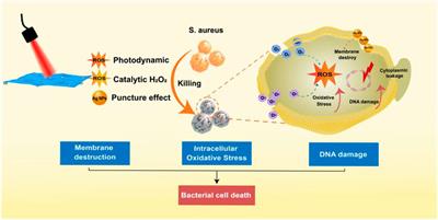 Peroxidase-like MoS2/Ag nanosheets with synergistically enhanced NIR-responsive antibacterial activities